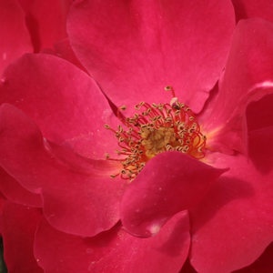 Поръчка на рози - Червен - Рози Флорибунда - дискретен аромат - Pоза Ана Меж - Доминик Масад - Леко извити,къдрави цветя.Отлична за затваряне на цветни лехи.